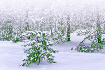  Frozen winter forest with snow covered trees.