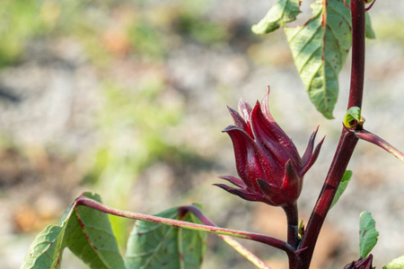 玫瑰茄果汁图片