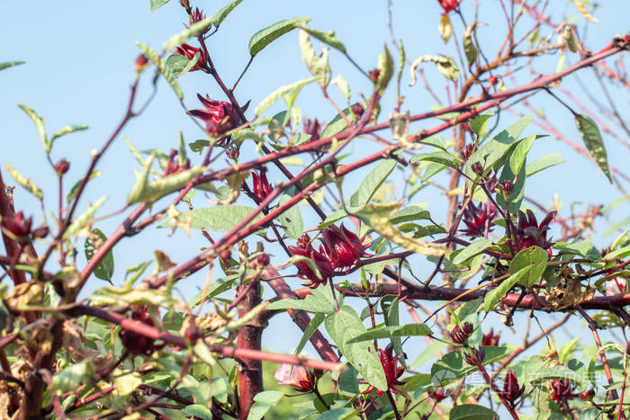 花园里树上新鲜玫瑰茄的特写镜头