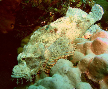 珊瑚 海洋 天蝎座 自然 在里面 水下
