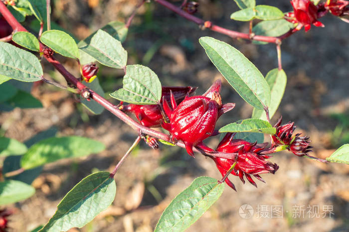 花园里树上新鲜玫瑰茄的特写镜头