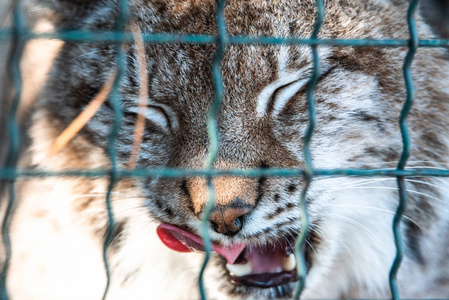 豹子，大斑点猫舔爪子特写山猫