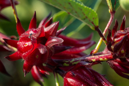 玫瑰茄果汁图片