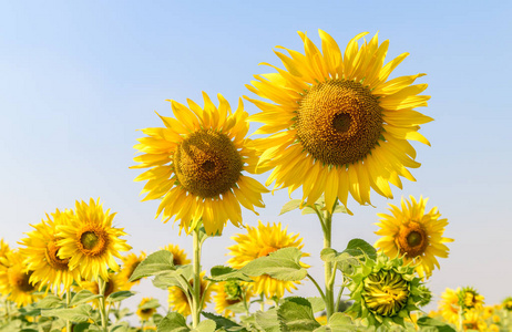 Beautiful sunflower  blooming in sunflower filed 