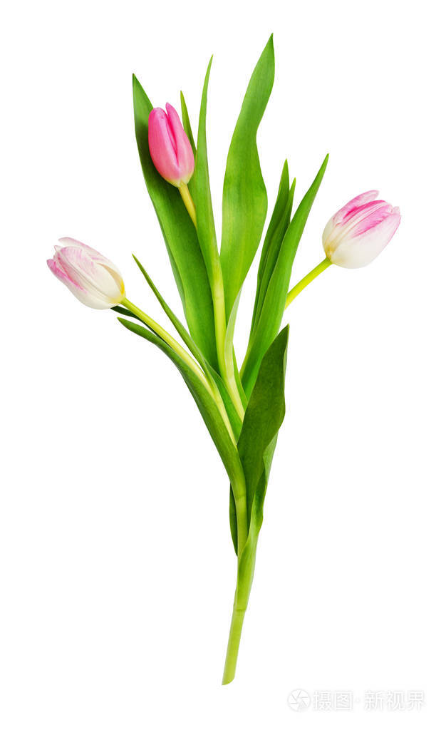 粉白色郁金香插花