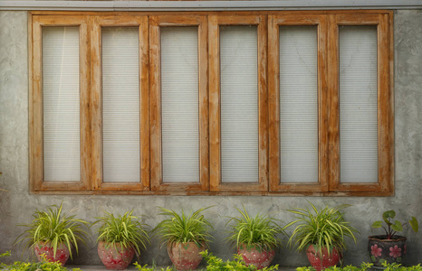 wooden window and green plant 