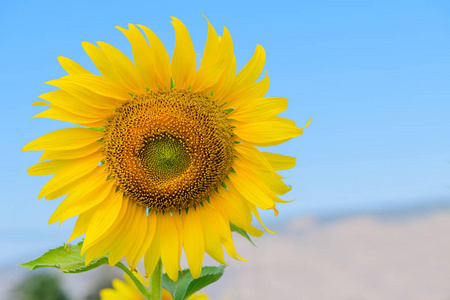 Beautiful sunflower  blooming on summer with blue sky 