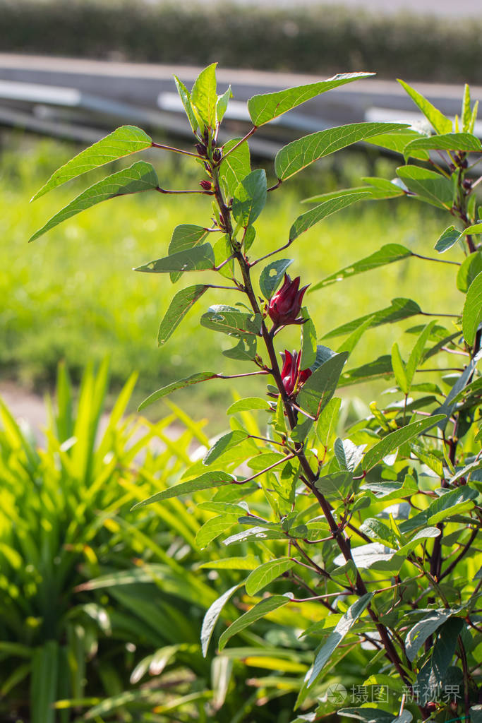 花园里树上新鲜玫瑰茄的特写镜头