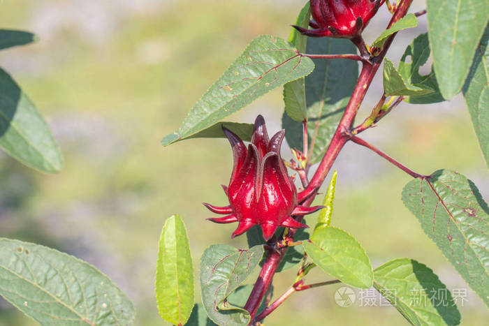 花园里树上新鲜玫瑰茄的特写镜头