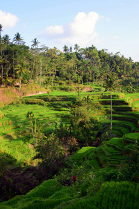 农事 大米 村庄 农业 美丽的 农场 亚洲 生长 食物 稻谷