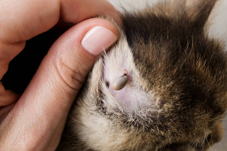 鼻子的猫发现一只大虱子在小猫鼻子上吸血,危险的传染性昆虫照片
