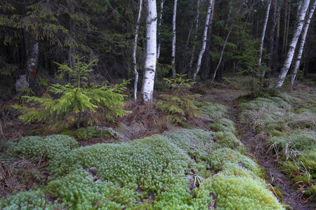 季节 木材 环境 美丽的 云杉 桦木 风景 树叶 徒步旅行