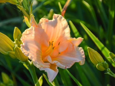 植物区系 百合花 春天 黄花菜 园艺 花瓣 开花 花园 自然