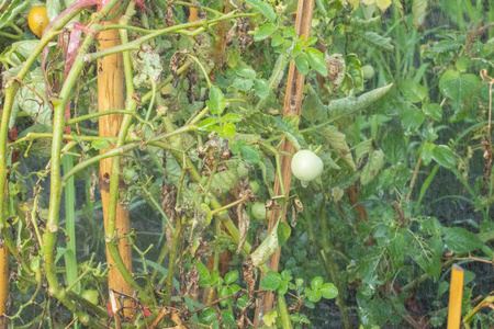 泰国花园里树上的新鲜小番茄图片