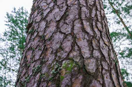 松树的树干图片