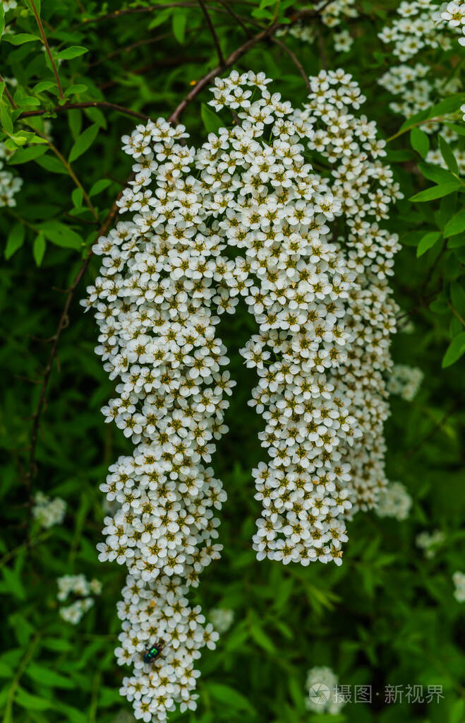 公园里的白花绣线菊开满花的绣线菊