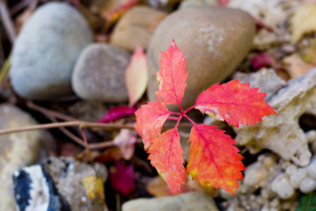 颜色 十月 秋天 季节 森林 自然 植物 分支 枫树 地面