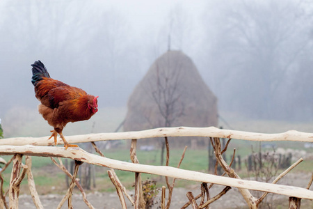 红鸡站在木桩篱笆上，背景是鸡笼