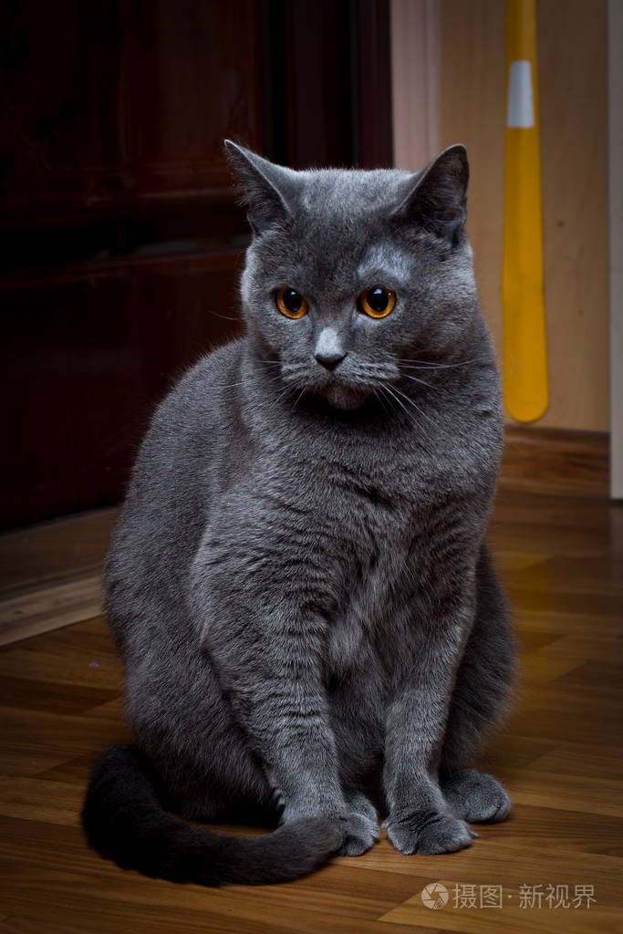 一只灰色的英国短毛猫惊讶地坐着