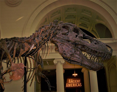 骨架 博物馆 颅骨 牙齿 恐龙 化石