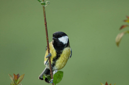 动物 山雀 羽毛 野生动物 自然 鸣禽 分支 美丽的 鸟类学