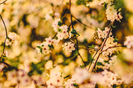 Vintage cherry flowers in bloom at sunrise as nature background 
