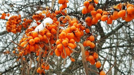 水果 季节 花园 分支 特写镜头 康复 夏天 美味的 维生素