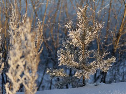 伊尔库茨克 冬天 一月 阳光 十二月 寒冷的 反射 放松