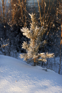 放松 阳光 美丽的 二月 松木 旅行 贝加尔湖 森林 西伯利亚