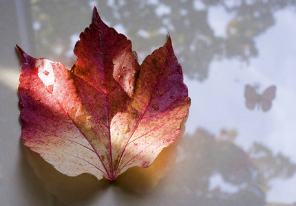 秋天 植物区系 五颜六色 落下 自然 树叶 季节 五花八门