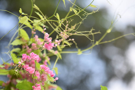 颜色 夏天 开花 季节 自然 美丽的 花瓣 树叶 花的 公园