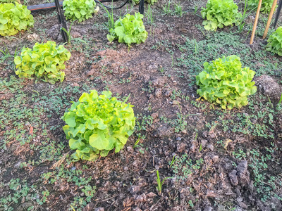 有机绿橡生菜地上种植