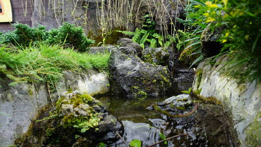 苔藓 自然 瀑布 旅行 小溪 春天 木材 环境 植物 森林