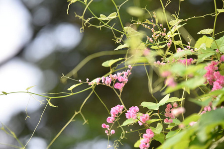 树叶 动物 特写镜头 美丽的 花瓣 昆虫 植物区系 花的