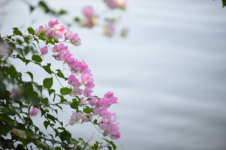 花园 植物 自然 树叶 粉红色 春天 美丽的 花瓣 植物区系