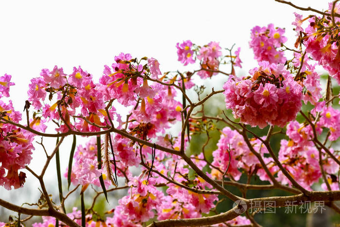 运河边的粉红色喇叭树花