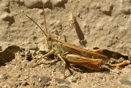 蚱蜢 夏天 特写镜头 动物群 生物学 眼睛 生物 无脊椎动物