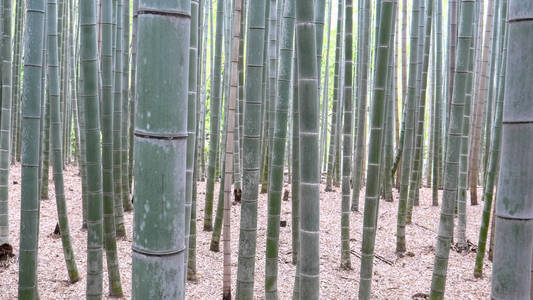 京都荒山竹林的竹类植物