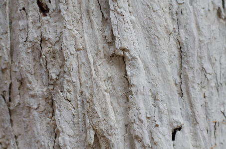 自然 古老的 墙纸 桦木 岩石 树皮 地板 老年人 材料