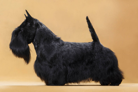 苏格兰梗的牙齿图片