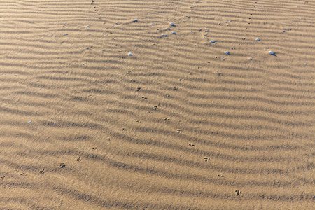沙子里有动物的踪迹。砂质结构。背景来自棕色的沙子。选择性聚焦
