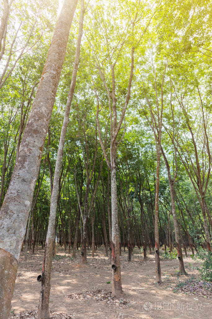 泰国橡胶树或橡胶树