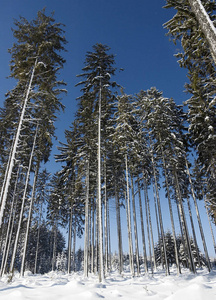 苍穹 天空 奥地利人 乡村 寒冷的 风景 冬天 积雪 森林