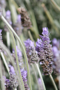 草药 领域 紫色 要素 芬芳 芳香 美丽的 草本植物 植物区系