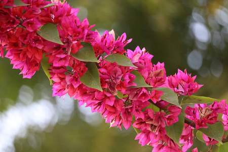 植物区系 开花 植物 春天 夏天 花瓣 美丽的 特写镜头