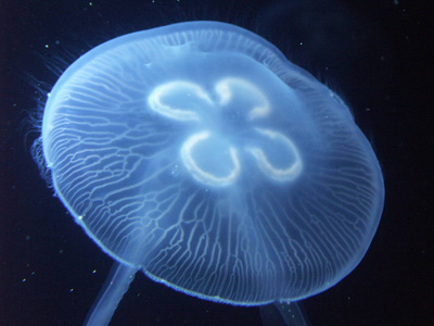 生物 水下 透明的 绘画 颜色 野生动物 艺术 水族馆 自然