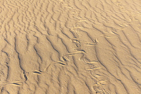 沙子里有蛇的痕迹.砂质结构.背景来自棕色的沙子.选择性聚焦照片