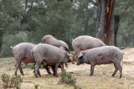 Iberian pigs grazing 