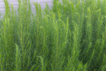 花园里的青蒿特写图片