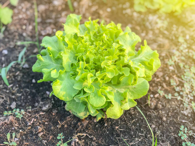 有机绿橡生菜地上种植